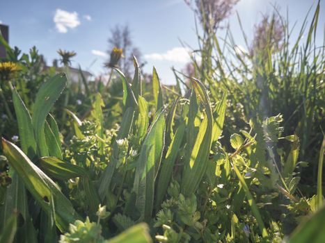 Detail of a garden while it re-blooms and proliferates during the spring.