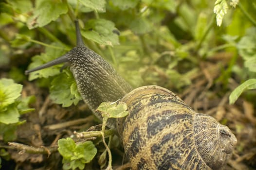 Small snail immersed in the vegetation of a garden: its natural habitat in which it can live and feed.