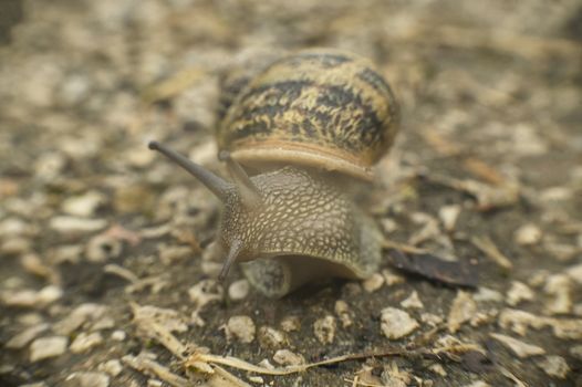 Snail as it emerges from its protective gusco to start its slow journey into the surrounding environment.