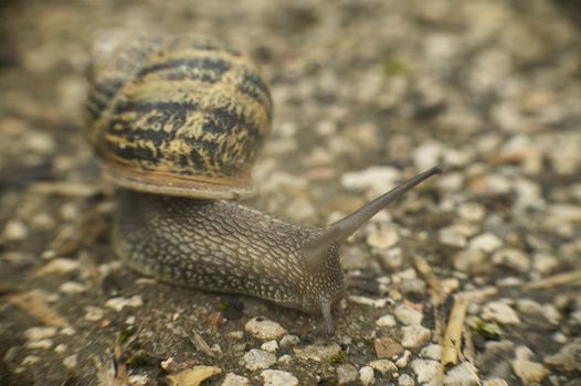 Slow snail moves in the direction of food on the asphalt that has plundered its natural territory.