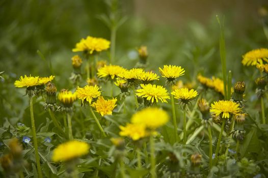 Group of dandelions in a garden that bloom again in spring mixed in the middle of the remaining vegetation.