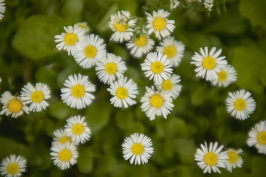 Texture of white flowers or daisies in a garden at spring, macro shot with halo effect due to the vintage optics used for shooting.