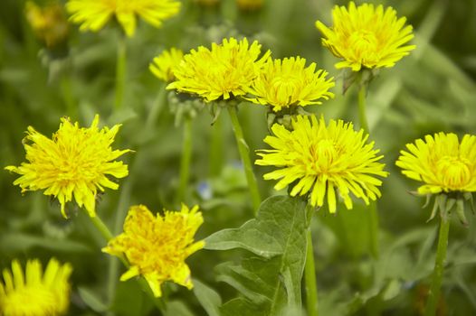 Zenith view of some dandelions taken in a garden in spring.