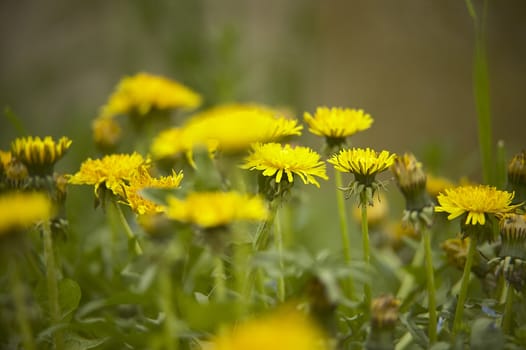 Dandelion in bloom and growing in the middle of a garden.