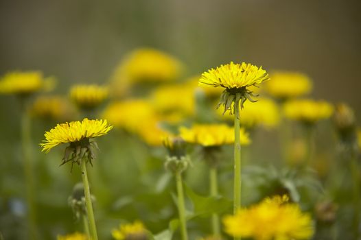 Two dandelions in the green grass