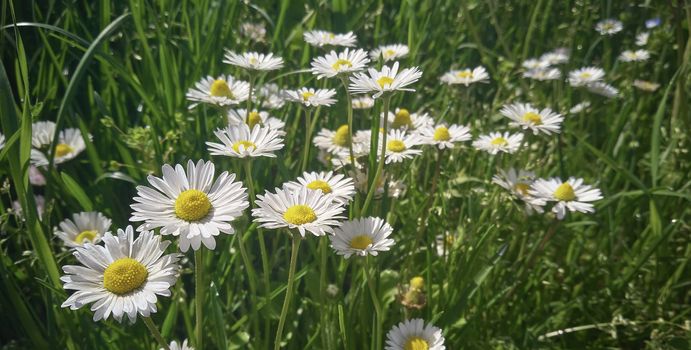 Panoramic image of a group of blossoming daisies in the middle of a garden's fresh grass during springtime