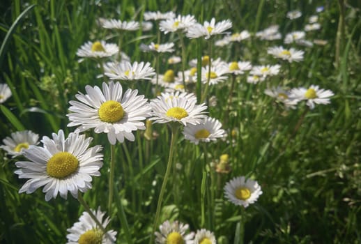 Group of daisies in the foreground surrounded by a flower garden in spring.