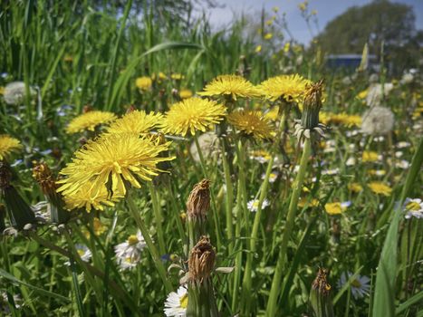 Dandelion and daisies in a flower garden at springtime