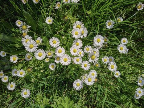 Garden covered with daisies bloomed in spring and illuminated by the warm spring sun in broad daylight.