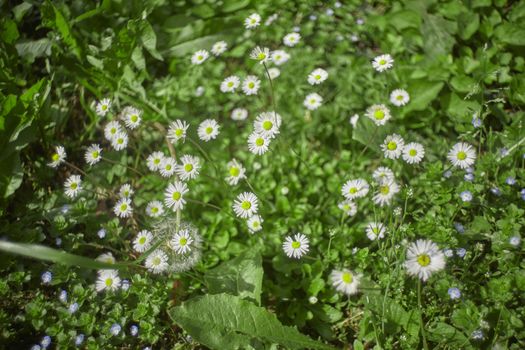 Garden covered with daisies bloomed in spring and illuminated by the warm spring sun in broad daylight.