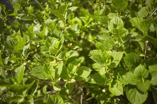 New leaves that are born in spring over a shrub used as an ornamental plant in a garden. 