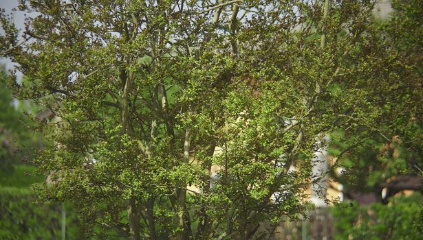 Branches of a plant that in spring bloom with new leaves.