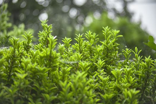 Very small and green leaves during the spring: ornamental garden plants bloom in spring.