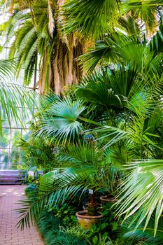 Palm leaves dark green background, nature, garden tropical
