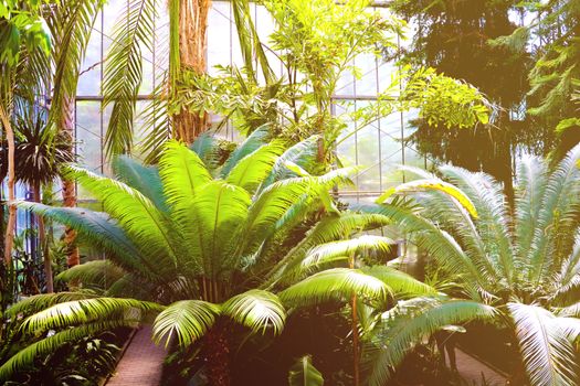 Palm trees in a subtropical Park. Nature