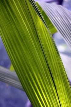 Tropical banana leaves texture,Dark green background