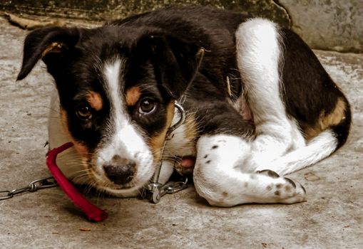 A cute Common Indian pariah stray dog also called Pure Breeds Native dog or Desi street Dog looking at camera. Front view Close up portrait. A loyal canine friend. Kolkata, India, South Asia.