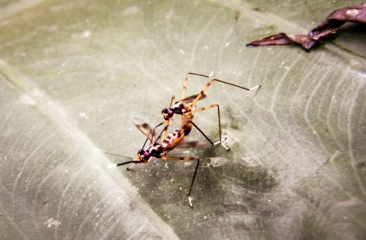 Multi colored Garden Insect Pest spotted on a green leaf of an organic firm. Beauty in nature. Extreme close-up.