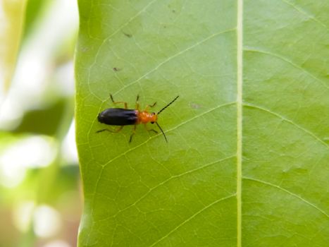 Multi colored Garden Insect Pest spotted on a green leaf of an organic firm. Beauty in nature. Extreme close-up.