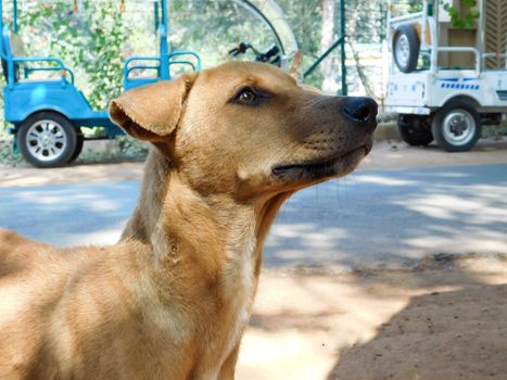 The Common Indian pariah stray dog also called Pure Breeds Native dog or Desi street Dog in the road street of Kolkata, India, South Asia. Close up portrait. A loyal canine friend. Looking at camera.