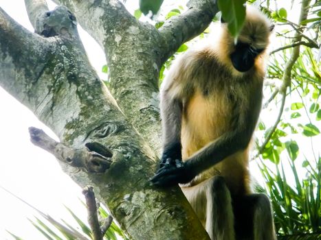 Common indian Monkey on tree branch in Bhadra wildlife sanctuary karnataka India. Photography on summer day in nature green background.