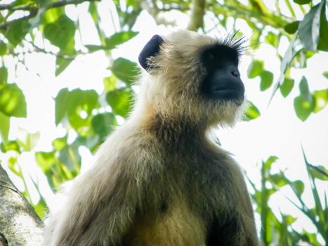 Common indian Monkey on tree branch in Bhadra wildlife sanctuary karnataka India. Photography on summer day in nature green background.