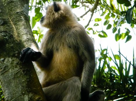 Common indian Monkey on tree branch in Bhadra wildlife sanctuary karnataka India. Photography on summer day in nature green background.