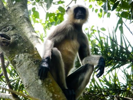 Common indian Monkey on tree branch in Bhadra wildlife sanctuary karnataka India. Photography on summer day in nature green background.