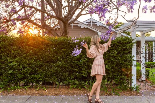 A female wearing a pretty dress is walking on the footpath in suburbia admiring the purple Jacaranda trees bell shaped flower clusters