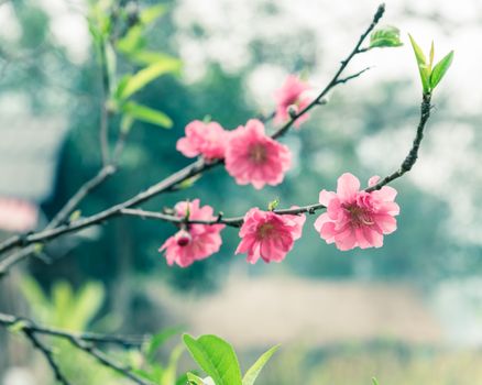 Close-up selective focus peach flower blossom and blur wooden house in background and in rural North Vietnam. This is ornament trees for Vietnamese Lunar New Year Tet in springtime.