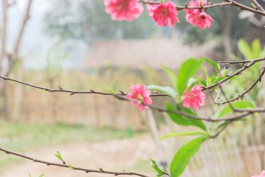 Peach flower blossom in rural North Vietnam with wooden fence in background. This is ornament trees for Vietnamese Lunar New Year Tet in springtime.