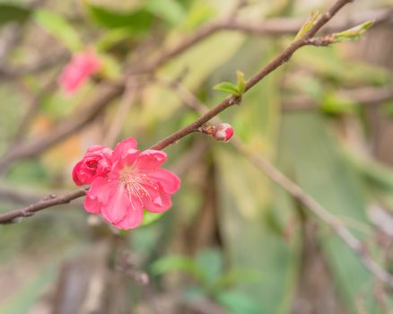 Close-up single peach flower blossom in rural garden at the North Vietnam. This is ornament trees for Vietnamese Lunar New Year Tet in springtime.