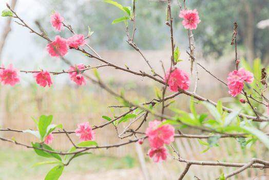 Peach flower blossom in rural North Vietnam with wooden fence in background. This is ornament trees for Vietnamese Lunar New Year Tet in springtime.