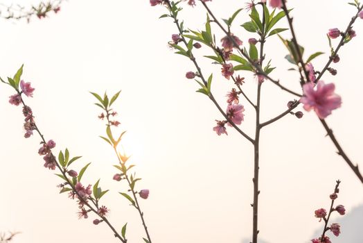 Springtime background of peach flower blossom isolated on white. This is ornament trees for Vietnamese Lunar New Year Tet in springtime.