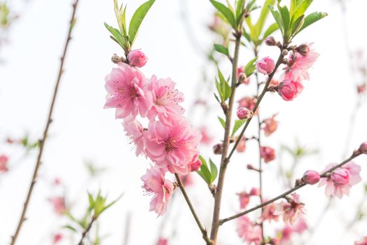 Springtime background of peach flower blossom isolated on white. This is ornament trees for Vietnamese Lunar New Year Tet in springtime.