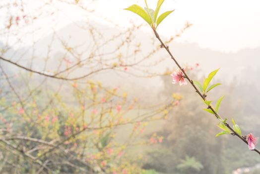 Branch of peach flower blossom in nature with mountain background in rural North Vietnam. This is ornament trees for Vietnamese Lunar New Year Tet in springtime.