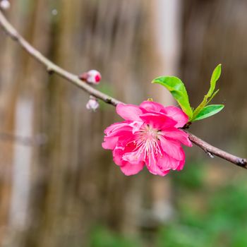Single peach flower blossom in rural North Vietnam with wooden fence in background. This is ornament trees for Vietnamese Lunar New Year Tet in springtime.