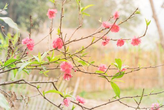 Peach flower blossom in rural North Vietnam with wooden fence in background. This is ornament trees for Vietnamese Lunar New Year Tet in springtime.