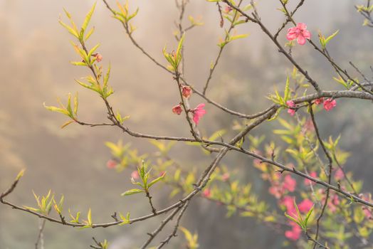 Branch of peach flower blossom in nature with mountain background in rural North Vietnam. This is ornament trees for Vietnamese Lunar New Year Tet in springtime.