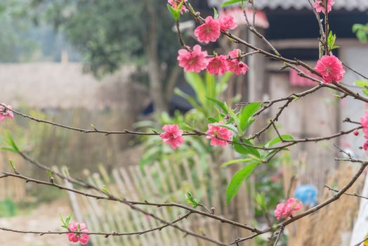 Selective focus peach flower blossom and blur wooden house in background and in rural North Vietnam. This is ornament trees for Vietnamese Lunar New Year Tet in springtime.