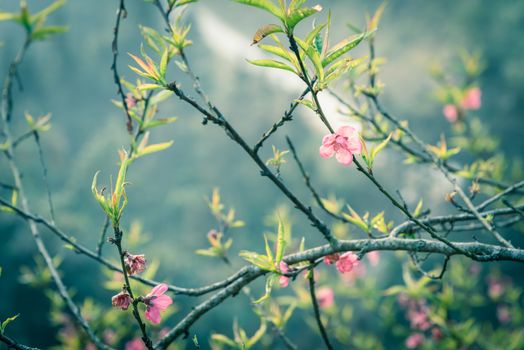 Beautiful valley and mountain view with peach flower blossom in rural North Vietnam. This is ornament trees for Vietnamese Lunar New Year Tet in springtime.