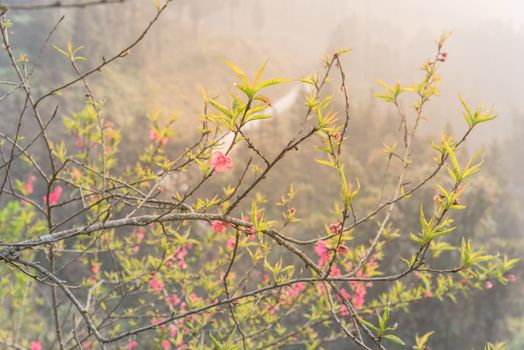 Beautiful valley and mountain view with peach flower blossom in rural North Vietnam. This is ornament trees for Vietnamese Lunar New Year Tet in springtime.