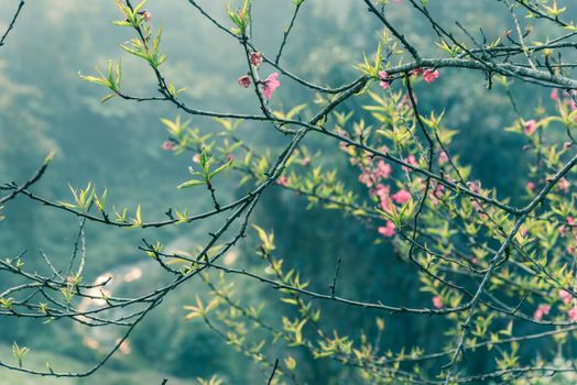Beautiful valley and mountain view with peach flower blossom in rural North Vietnam. This is ornament trees for Vietnamese Lunar New Year Tet in springtime.