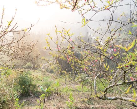 Beautiful valley and mountain view with peach flower blossom in rural North Vietnam. This is ornament trees for Vietnamese Lunar New Year Tet in springtime.