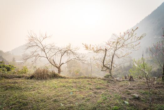 Remote area of North Vietnam with peach flower blossom in springtime. Mountain and valley view in background. This is ornament trees for Vietnamese Lunar New Year Tet in springtime