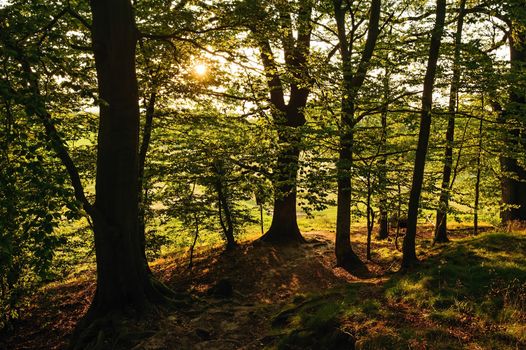 Evening sun rays shining through beautiful green forest