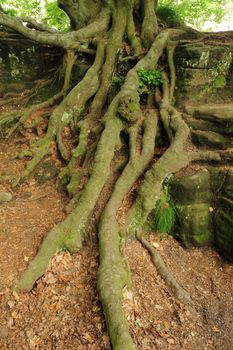 Old forest and leaves  in Bohemian Switzerland