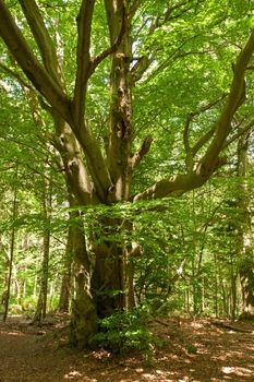 Green forest, leaves and old trees in Bohemian Switzerland