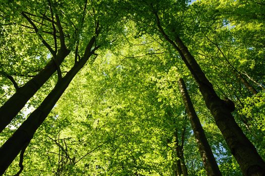 View into a beautiful large green trees