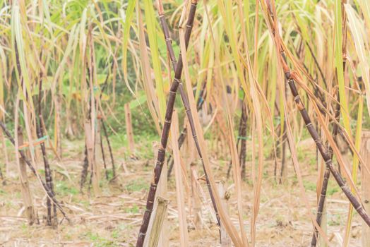 Close-up organic sugarcane root stick at farm in country side of the North Vietnam. Healthy purple sugar cane stalks and green long leaves growing with bamboo trellis stake support